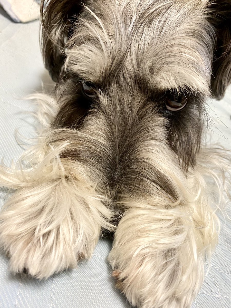 よし、とりあえず寝よう!

写真は昨日のチャキちゃん🐶
すごい体勢だ…笑

明後日やっとトリミングだよ〜😊 