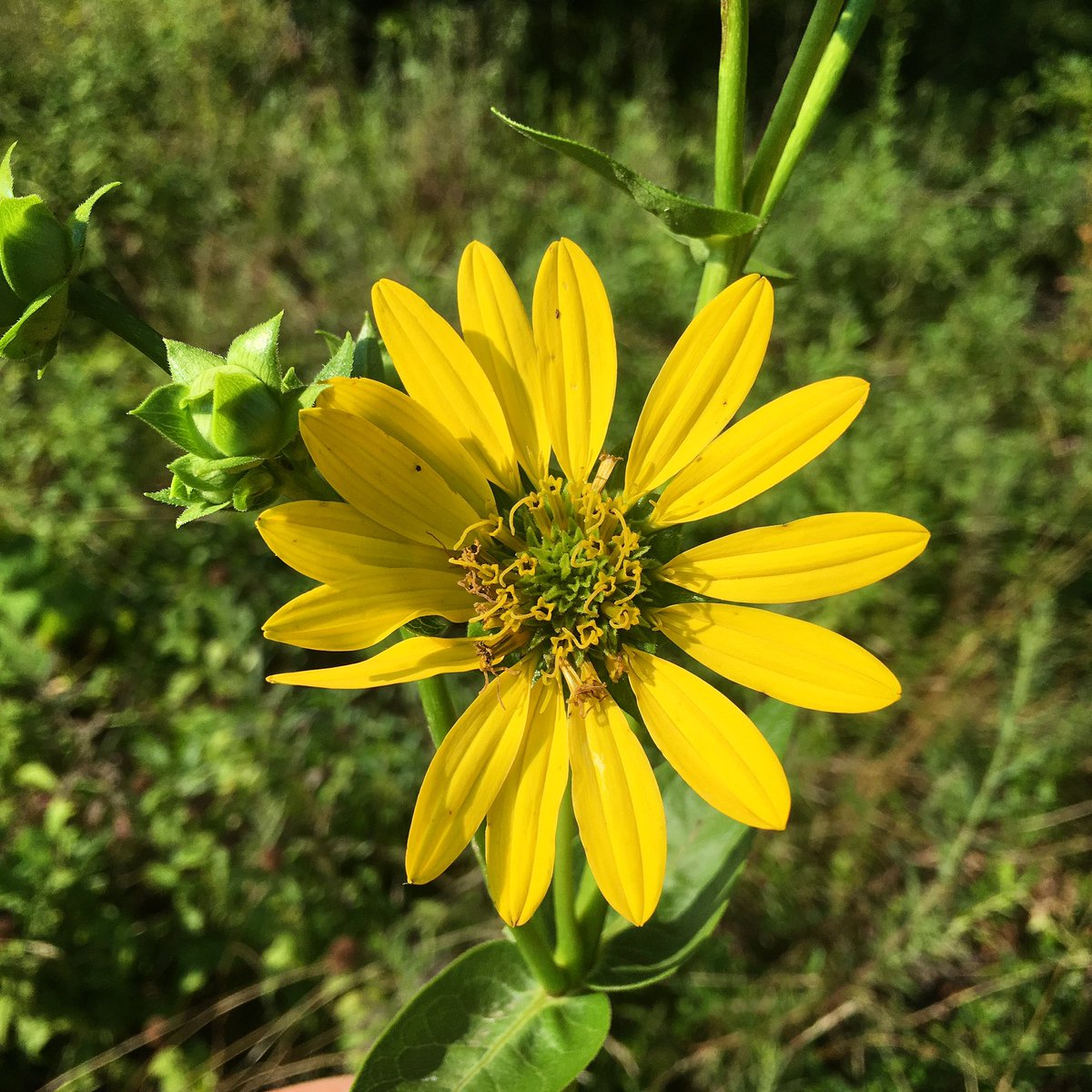 alex ebert tweet media