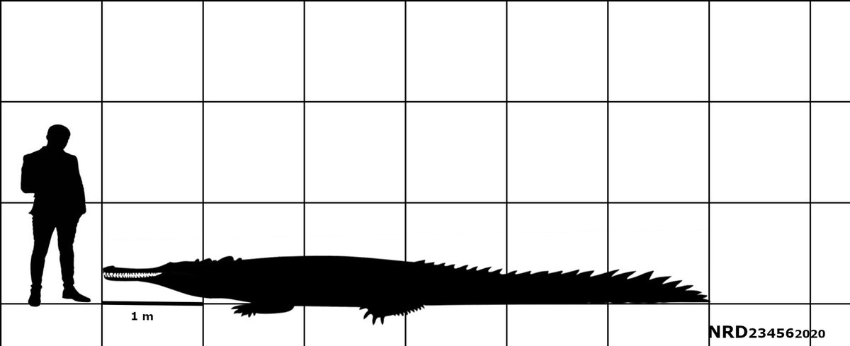 nrd23456's tweet image. These are 2 size charts/schematics that I created the last 2 years. Feel free to use the Dyrosaurus one because is pretty much accurate. #Dyrosaurus #sizechart #JP3Spinosaurus