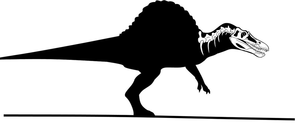 nrd23456's tweet image. These are 2 size charts/schematics that I created the last 2 years. Feel free to use the Dyrosaurus one because is pretty much accurate. #Dyrosaurus #sizechart #JP3Spinosaurus
