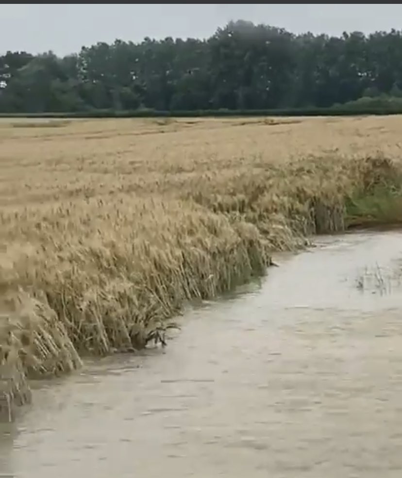 ChLambert_FICT's tweet photo. «Mégas  #inondations » dit l’hydrologue Emma Haziza pour la séquence dramatique qui touche le grand Nord Est et #hautsdefrance #Bourgogne #FrancheComté 
La #moisson2021 prometteuse tourne au cauchemar pour les #agriculteurs 
Que le soleil revenu sur l’Ouest ajd gagne vite l’Est ! https://t.co/2xgSWWHAgz
