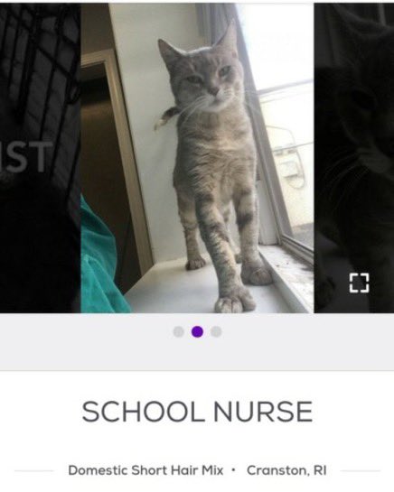 petfindernames's tweet photo. https://t.co/miuQuKUAyO