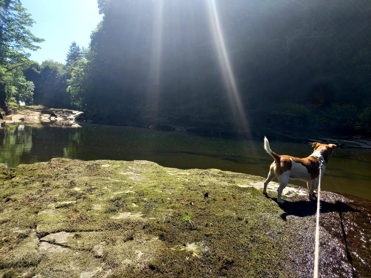 Enjoying the rare Scottish heat wave today with some wild swimming at the falls of Clyde. Dogs weren't so keen and refused to go in the water 🤣 #wildswimming #SUNNY