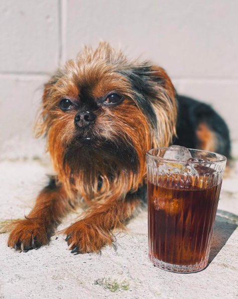 Vancouver Folk Music Festival (@vanfolkfest) on Twitter photo It’s a hot Festival week, but our friend Bubba from <a href="/MilanoRoasters/">Milano Coffee</a> has the solution! Visit them @ their West 8th or Powell St. locations, and grab a cold brew to keep you cool in the heat! Be like Bubba, stay cool and support local! #milanocoffee #supportlocal #vancouvercoffee It’s a hot Festival week, but our friend Bubba from <a href="/MilanoRoasters/">Milano Coffee</a> has the solution! Visit them @ their West 8th or Powell St. locations, and grab a cold brew to keep you cool in the heat! Be like Bubba, stay cool and support local! #milanocoffee #supportlocal #vancouvercoffee