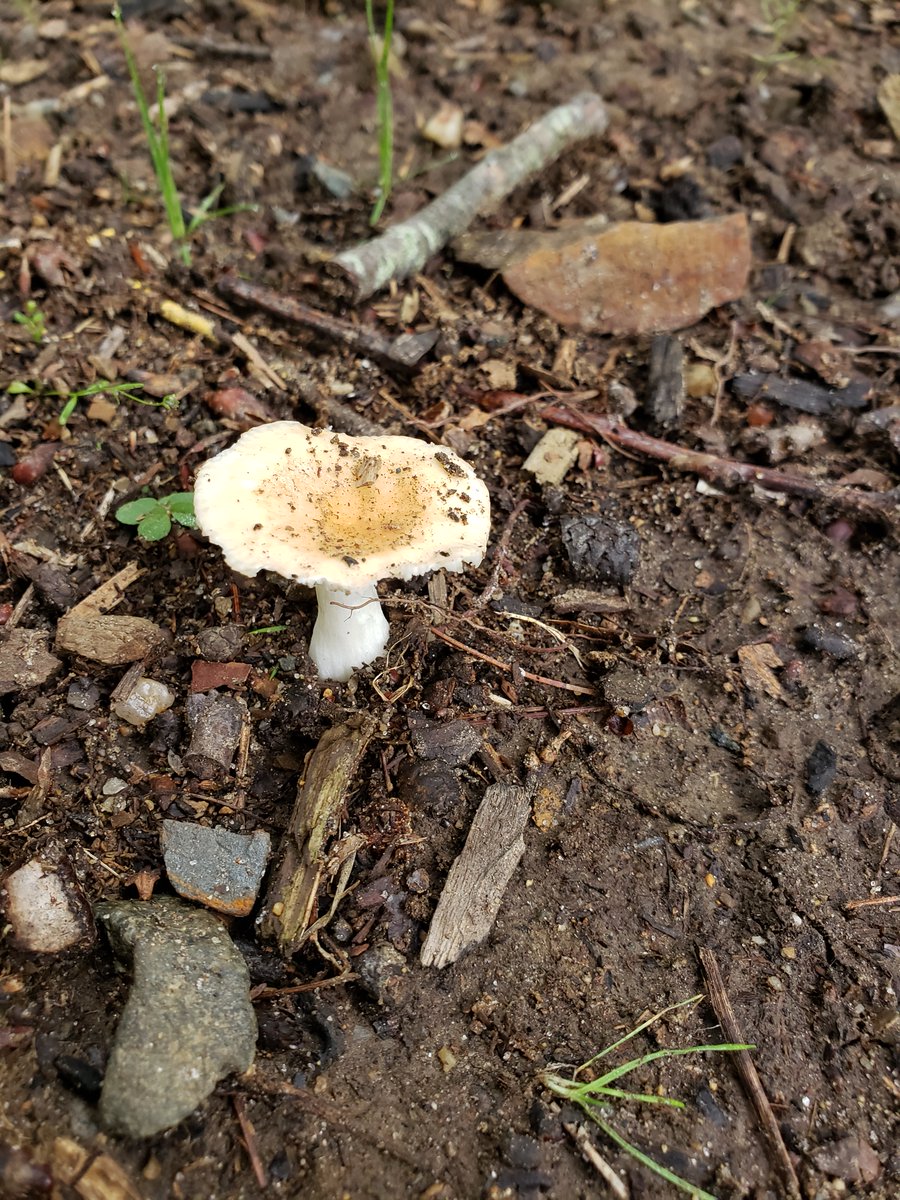 PJ Literacy tweet media