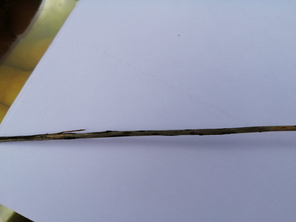 arvalispatho's tweet photo. Very nice visit of the @Arvalisofficiel #pathoflax trials today. A lot of #Verticillium wilt symptoms 😀 Good news for the project. Also nice symptoms of #Septoria linicola! @YFlodrops @benoit_nmd https://t.co/VzN3IsZlu0