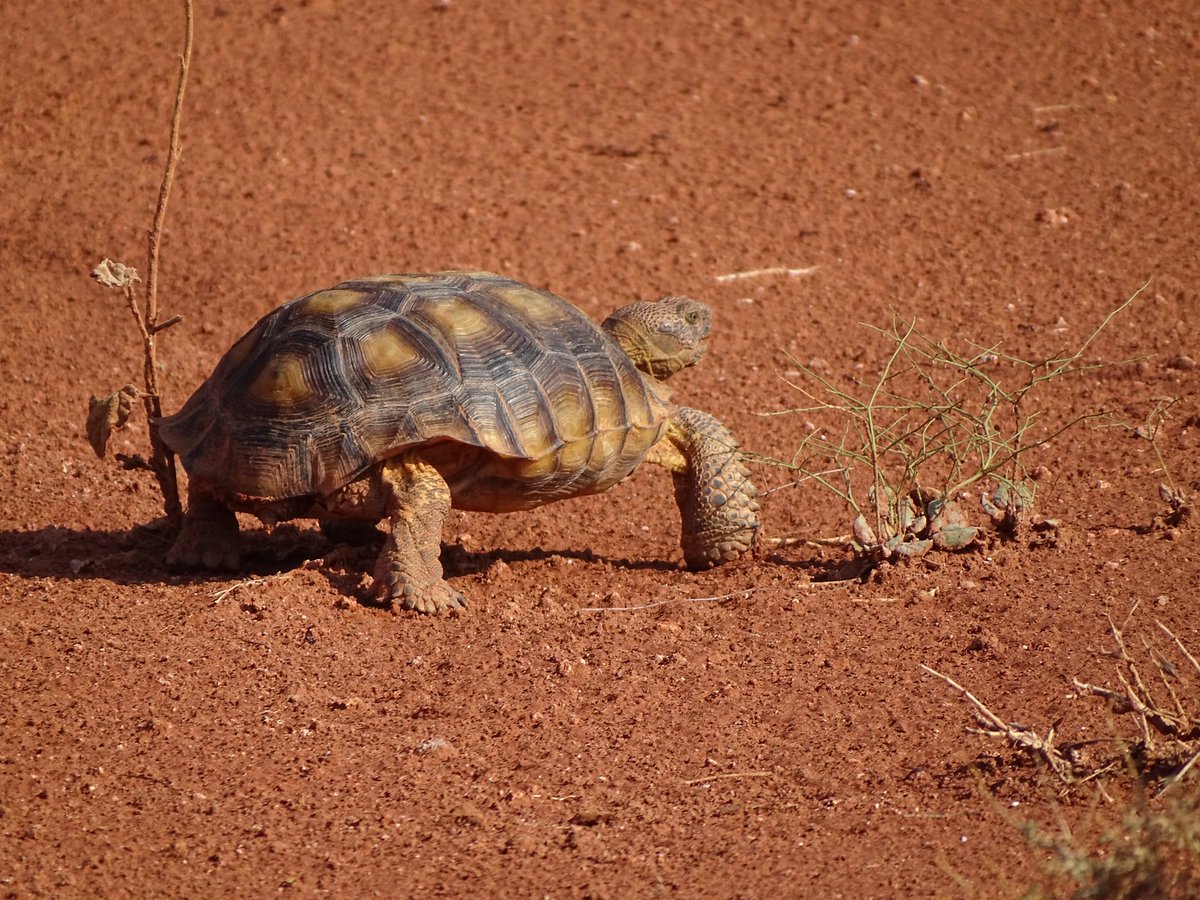 aircazier's tweet photo. We've enjoyed thunderstorms the last two nights. We, and the tortoises, are rejoicing. #ToeTrail #RedCliffsNCA https://t.co/YELkhfH1Mt