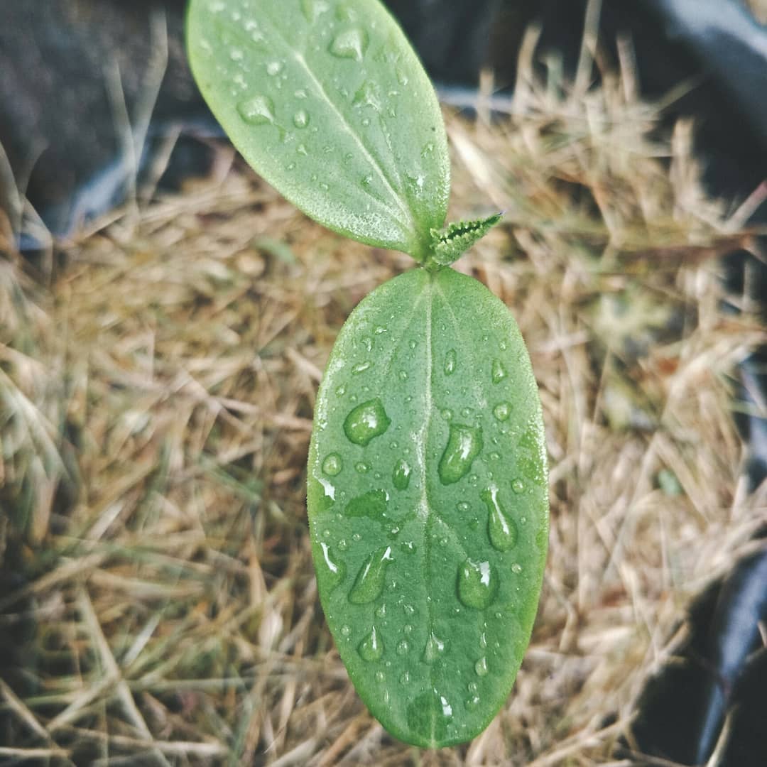 khachon346's tweet photo. Do not fear the rain
Is only here to help you grow

#Garden #Banrai #Uthaithani https://t.co/kakU0ES2DV
