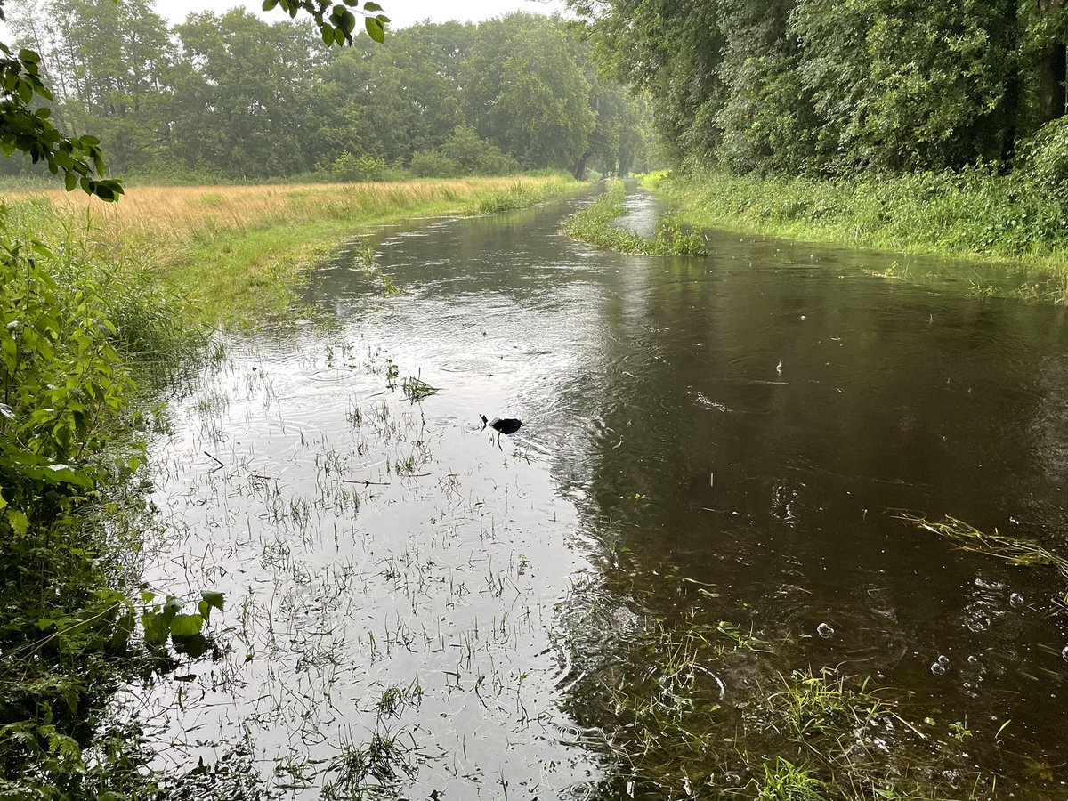 Het watersysteem MiddenBrabant kan op meeste locaties de vele #regen redelijk goed aan, maar wel locaties overlast. Stuwen worden gecontroleerd, desnoods bijgesteld. Reusel past net onder brug door. Brede beekdalen nodig voor veerkrachtig watersysteem #klimaat @wddommel