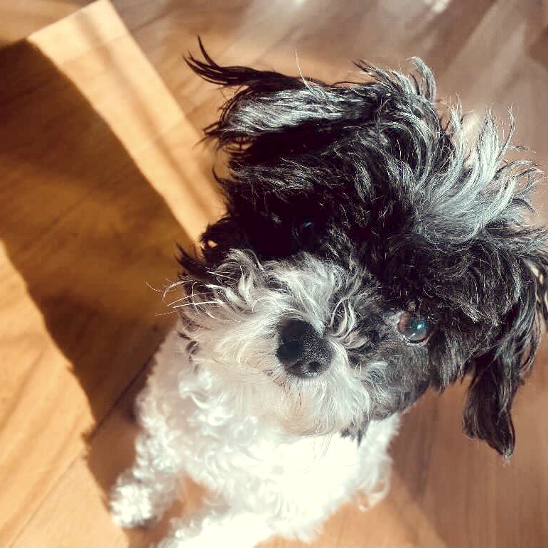 longdogfatcat's tweet image. Dry processed foods only contain around 10- 12% moisture where raw foods are upwards of 70% moisture. It’s clear which option will keep your pet properly hydrated.

Pictured is Rosie! She has been fully raw for almost a year now and she loves it!

#hydrationfordogs