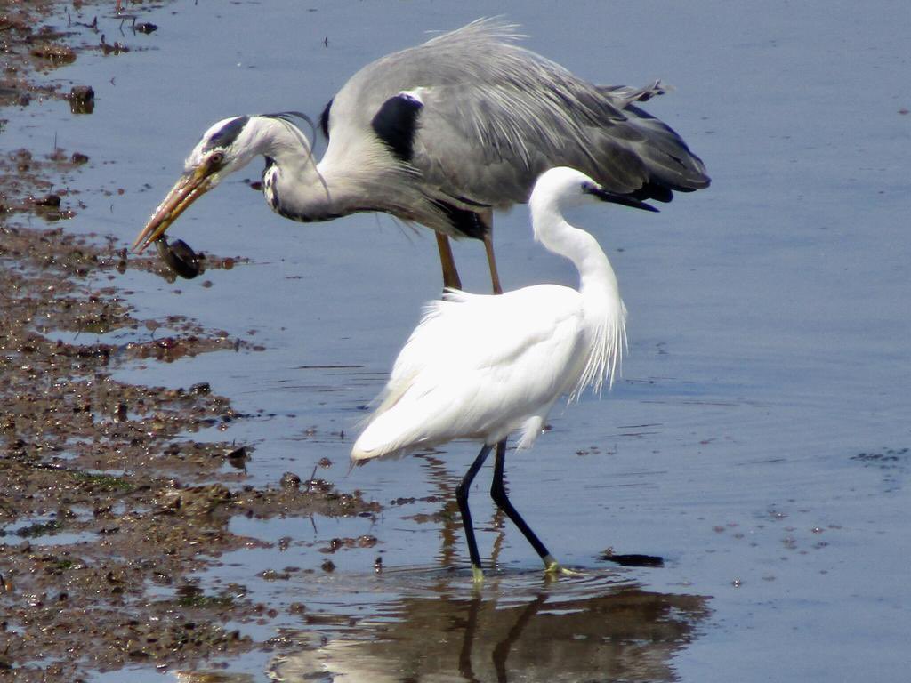 Heron and Ace News: Annie qualifies for Road 2 Wimbledon finals; men’s and ladies teams league action; a heron and an egret spotted; and thank you to Carole for her 7 years of reception work <a href="/tennis_cornwall/">Tennis Cornwall</a> <a href="/radionewquay/">Radio Newquay</a> <a href="/Love_Newquay/">Love Newquay</a> <a href="/Newquay_Voice/">Newquay Voice</a>