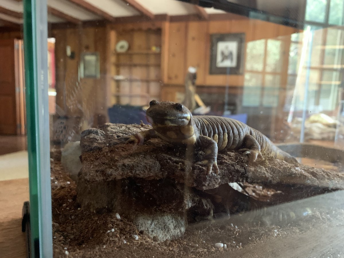 HastingsReserve (@hastingsreserve) on Twitter photo Resident <a href="/HastingsReserve/">HastingsReserve</a> California tiger #salamander Sally eagerly awaits her adoring fans. Her tank mate Mander is less convinced. Sally and Mander are with us temporarily, pending genotyping. Yesterday was their first day as #AmbassadorSalamanders and they did a great job! Resident <a href="/HastingsReserve/">HastingsReserve</a> California tiger #salamander Sally eagerly awaits her adoring fans. Her tank mate Mander is less convinced. Sally and Mander are with us temporarily, pending genotyping. Yesterday was their first day as #AmbassadorSalamanders and they did a great job!