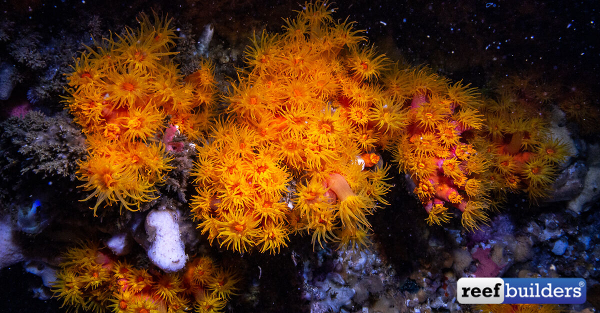 AlgaeBarn's tweet image. Tubastrea Sun Corals Fill The Cave Tunnel Beneath Gato Island Philippines

reefbuilders.com/2019/03/21/tub…

.

.

.

@_bugdreamer_ #bugDreamer  #reefbuilders #suncoral #coralreef #coraltank #saltwatertank #coralreeftank #reefaddict #saltwater #ocean #oceanlife #reef #corals #reeftank