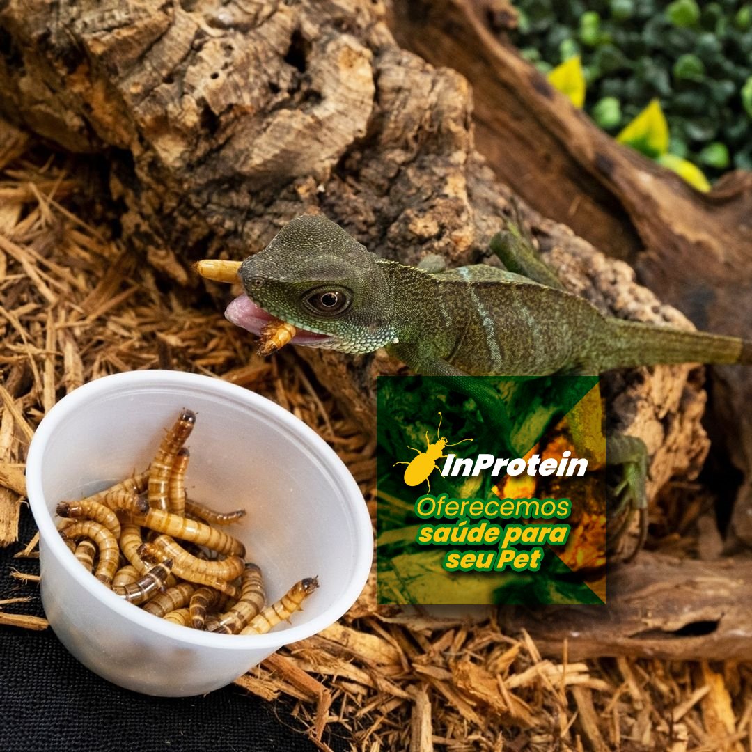 InProtein, proteína de qualidade e saúde para o pet.

Vantagens de uma alimentação viva.

Além de atender as necessidades instintivas do pet, ele estará se alimentando com proteína de qualidade.

Visite nosso site, link na bio. inprotein.com.br
#barata #grilo #tenebrio