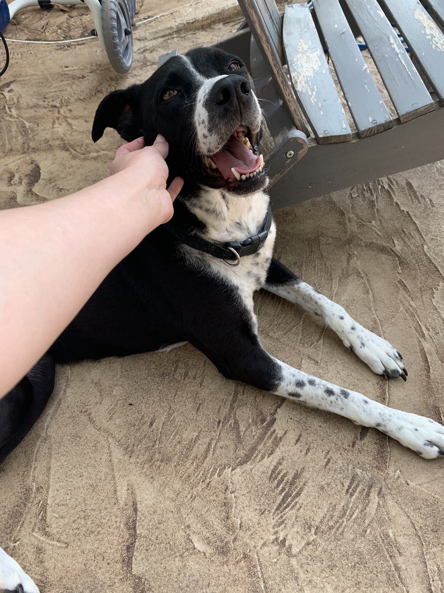 SydneySometimes's tweet photo. Sometimes I just stop and think about how amazing it is that these two little creatures choose to love and trust me even though we are different and can’t fully communicate and I wish people could be more like that towards each other. https://t.co/YiNooXYIu0