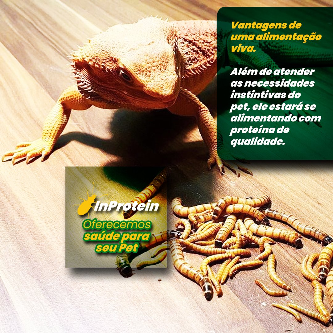 InProtein, proteína de qualidade e saúde para o pet.

Vantagens de uma alimentação viva.

Além de atender as necessidades instintivas do pet, ele estará se alimentando com proteína de qualidade.

Visite nosso site, link na bio. inprotein.com.br
#barata #grilo #tenebrio