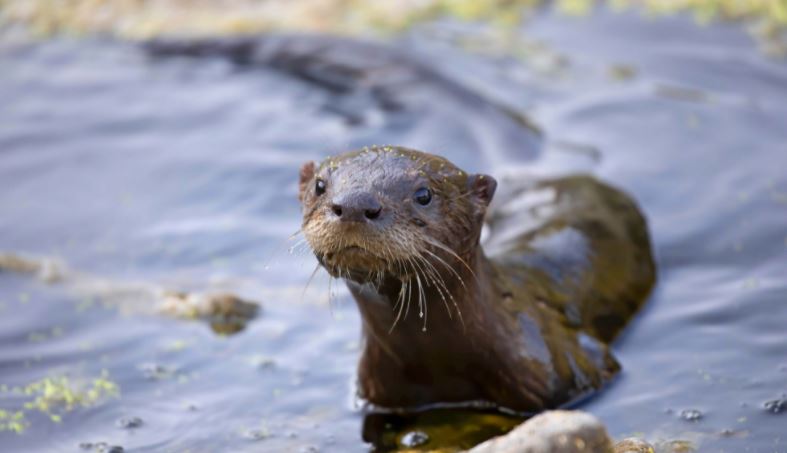 WillCoForests's tweet photo. Playful river otters were once endangered in Illinois, but they now live in every county in the state. Here's five fun facts about these semi-aquatic animals. https://t.co/ySalAAvxDu https://t.co/iXh66CmJ2P