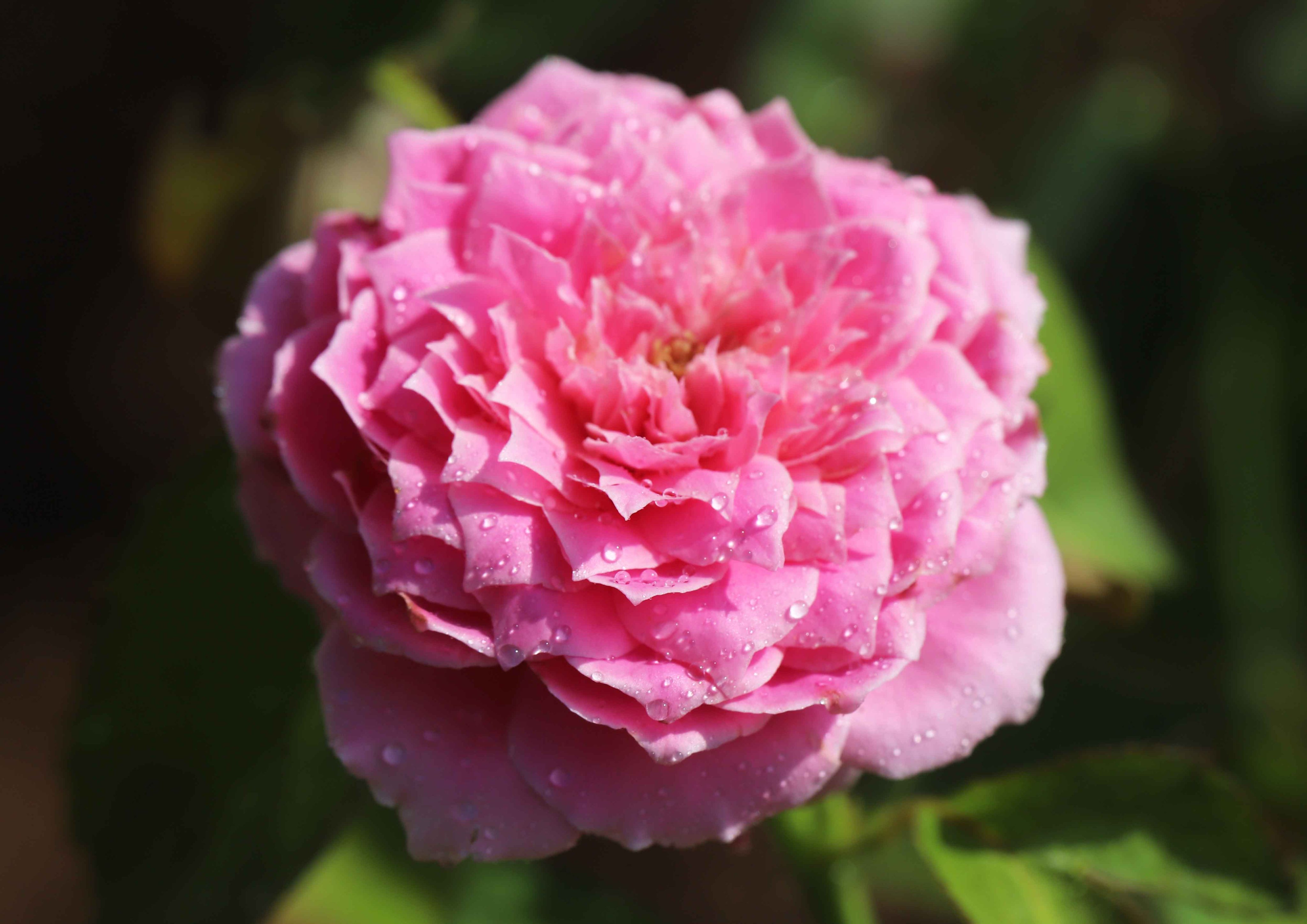 片柳弘史 教会のバラ花壇で 四季咲きのバラたちがかわいらしい夏の花を咲かせています 春 秋とくらべると小ぶりですが 美しさは変わりません T Co Pndprwafjc Twitter