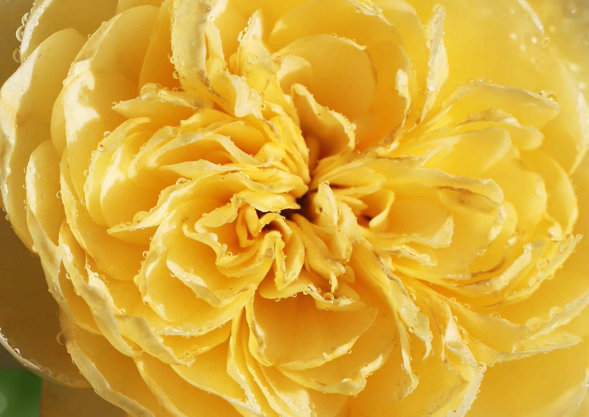 片柳弘史 教会のバラ花壇で 四季咲きのバラたちがかわいらしい夏の花を咲かせています 春 秋とくらべると小ぶりですが 美しさは変わりません