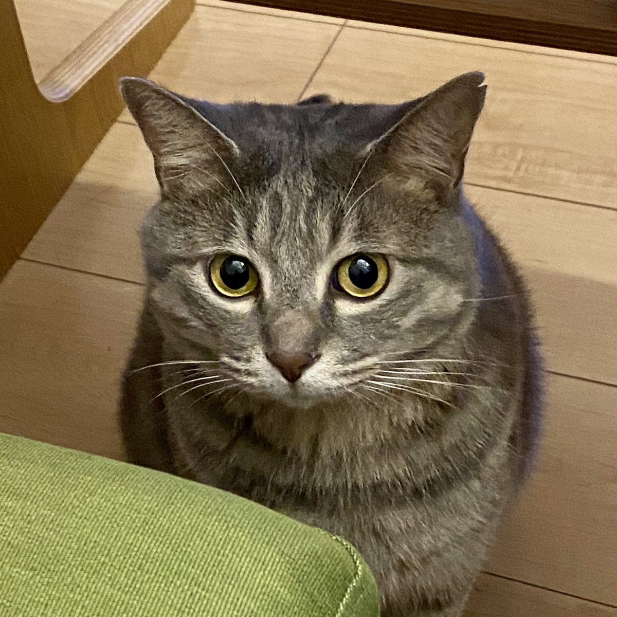 日本の3dデジタルサイネージがおっきい猫ちゃんに決まったときの資料が公開 他の案とのギャップがすごい ネコチャン Togetter 日本の3dデジタルサイネージがおっきい猫ちゃんに決まったときの資料が公開 他の案とのギャップがすごい ネコチャン Togetter