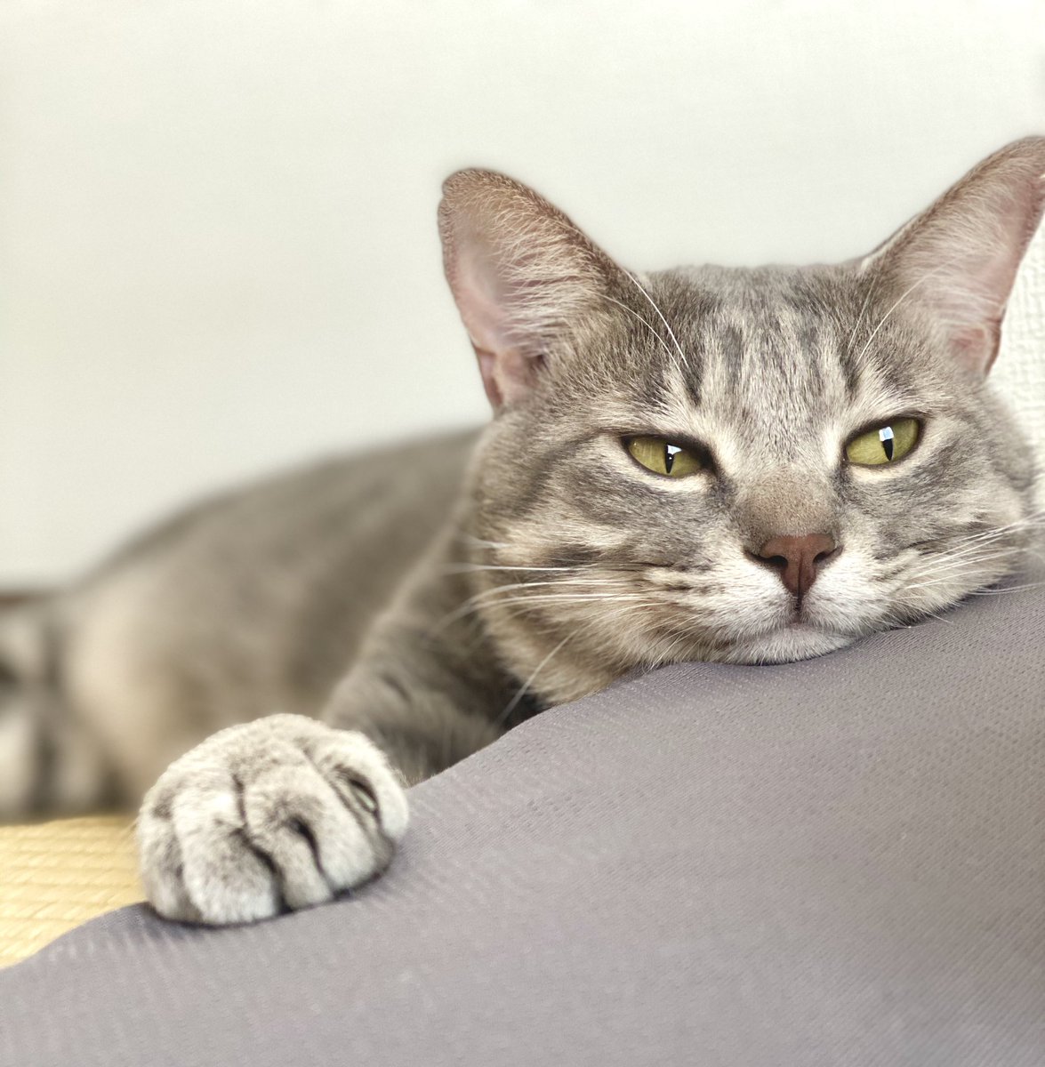 日本の3dデジタルサイネージがおっきい猫ちゃんに決まったときの資料が公開 他の案とのギャップがすごい ネコチャン Togetter 日本の3dデジタルサイネージがおっきい猫ちゃんに決まったときの資料が公開 他の案とのギャップがすごい ネコチャン Togetter