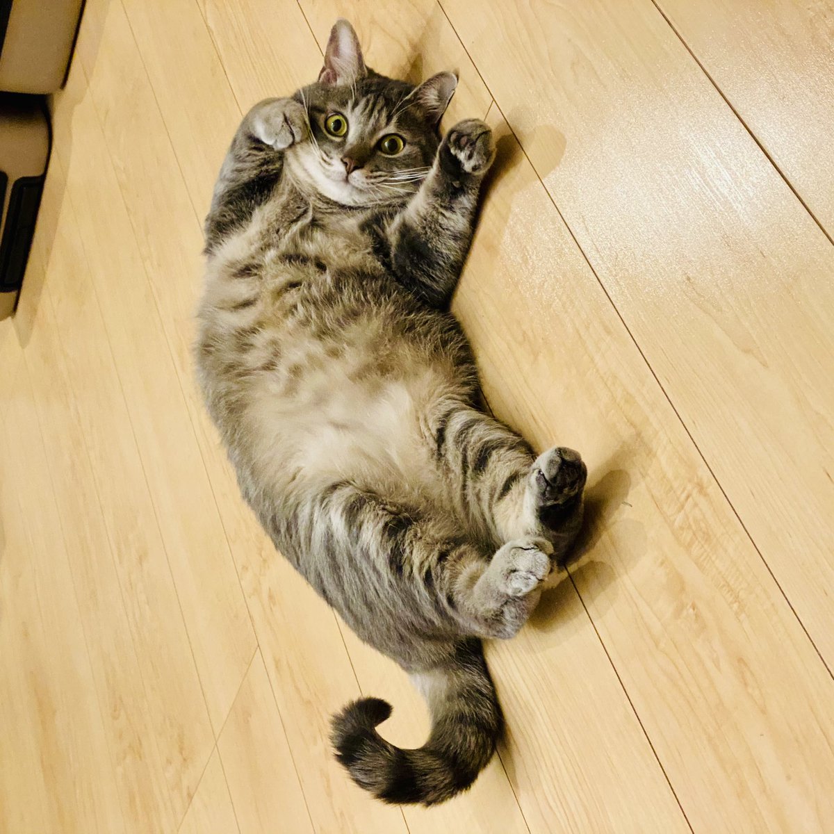 日本の3dデジタルサイネージがおっきい猫ちゃんに決まったときの資料が公開 他の案とのギャップがすごい ネコチャン Togetter 日本の3dデジタルサイネージがおっきい猫ちゃんに決まったときの資料が公開 他の案とのギャップがすごい ネコチャン Togetter