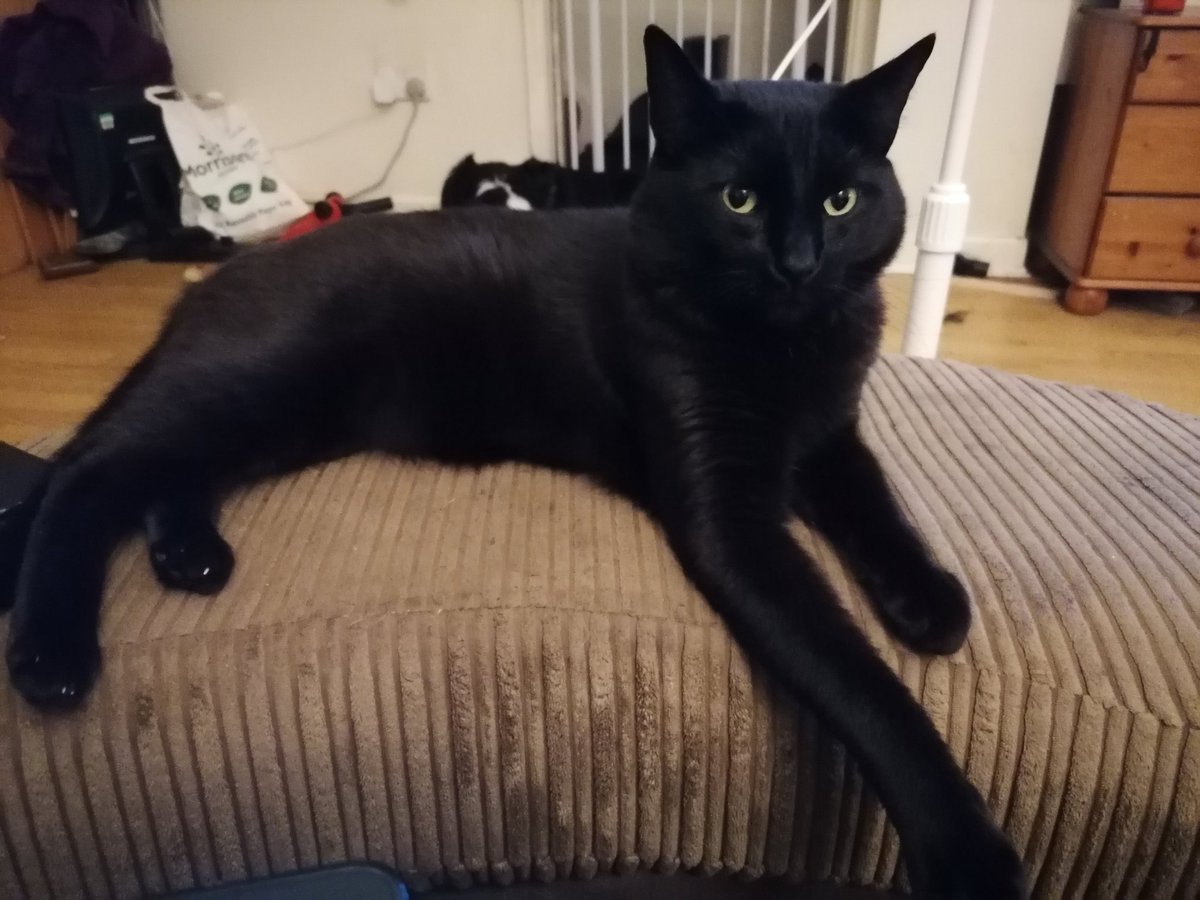 paws_sir's tweet photo. Worry... Be afraid... Keep one eye open... I know where you sleep
#paws4overlord #fluffywrath #BlackCat #CatsOfTwitter #worlddomonation #glare #cats https://t.co/0VCKIKn77Y