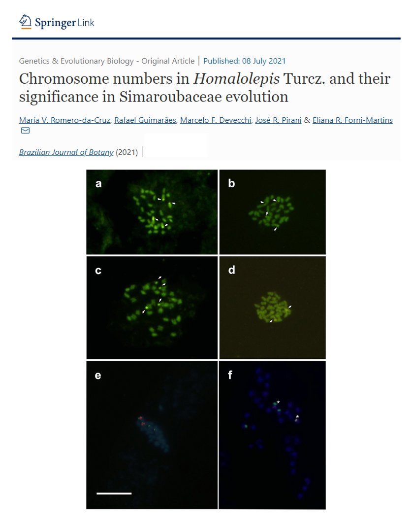 Chromosome numbers in Homalolepis Turcz. and their significance in Simaroubaceae evolution.

Romero-da-Cruz, M.V., Guimarães, R., Devecchi, M.F. et al. 

Brazilian Journal of Botany (2021)
doi.org/10.1007/s40415…