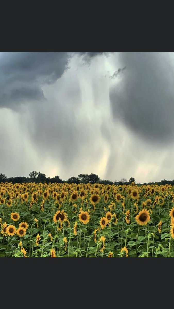 Ostinvrlf's tweet photo. #Storm clouds over #Sunflower field at #Matthiessen State Park #Oglesby https://t.co/3jyye7NEEB