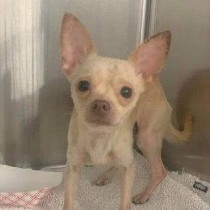 nyshelterpets's tweet photo. 🐶 Rescue #DUNKAROO ASAP! #doglovers He needs your TLC! #PetAdoption 💚 https://t.co/cxxO3hjFph https://t.co/jFwfpUZuez
