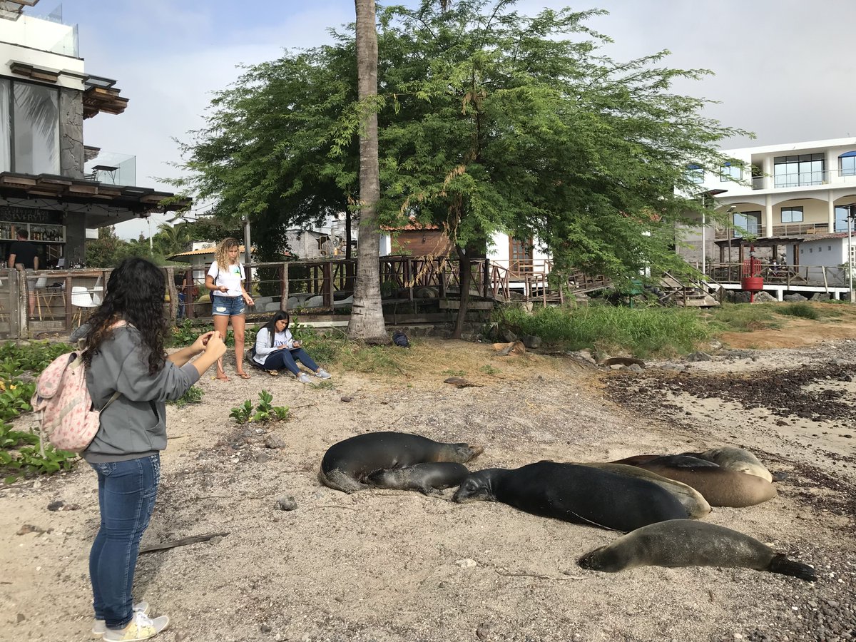 GalapagosERA's tweet photo. Observing sea lion behaviors sounds exciting! But lots of the time it is just watching sea lions take a nap. These sea lions are snoozing on Playa de Oro, one of the four beaches where LAVA-Lobos researchers collect data. https://t.co/ryC2JAm7F4