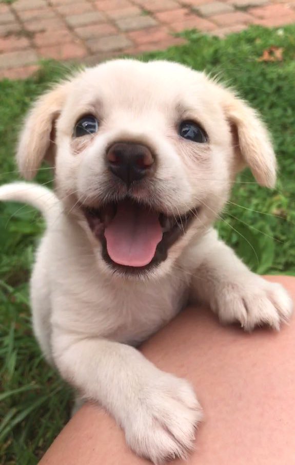 dog_rates's tweet image. This is Maisie. She isn't going anywhere until you smile back at her. Might even stay a bit after that. 13/10 thank you Maisie