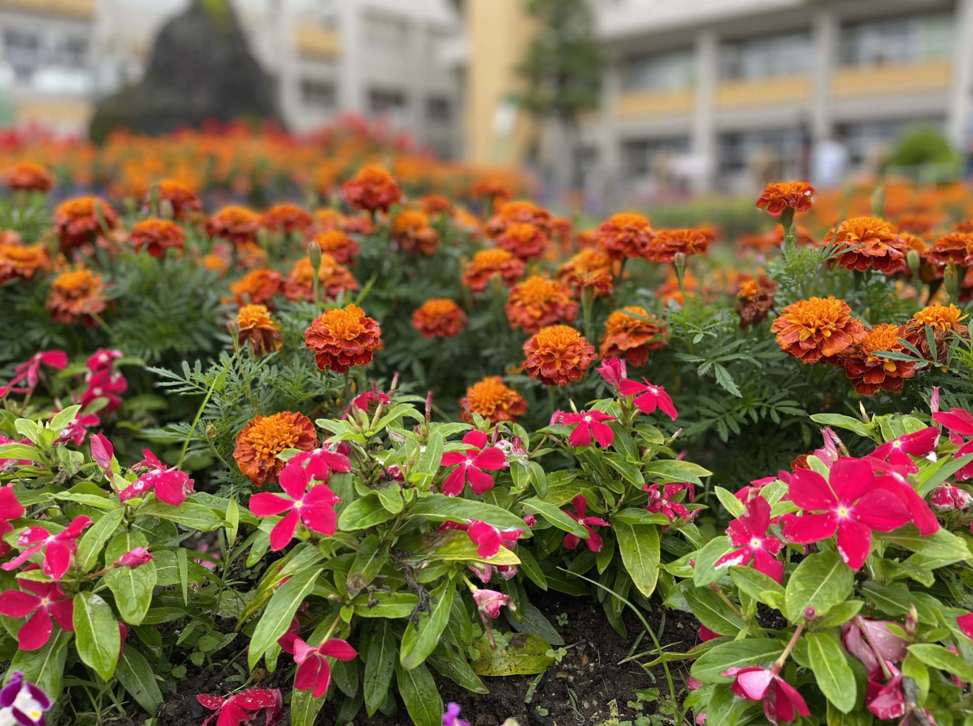 砺波市 砺波市花と緑のコンクール 学校花壇の部 最優秀賞 庄東小学校 おめでとうございます 砺波市 花のまちとなみ 花と緑のコンクール 庄東小学校 T Co B4ojllllri Twitter 砺波市 砺波市花と緑のコンクール 学校花壇の部 最優秀賞 庄東小学校 おめでとうございます 砺波市 花のまちとなみ 花と緑のコンクール 庄東小学校 T Co B4ojllllri Twitter