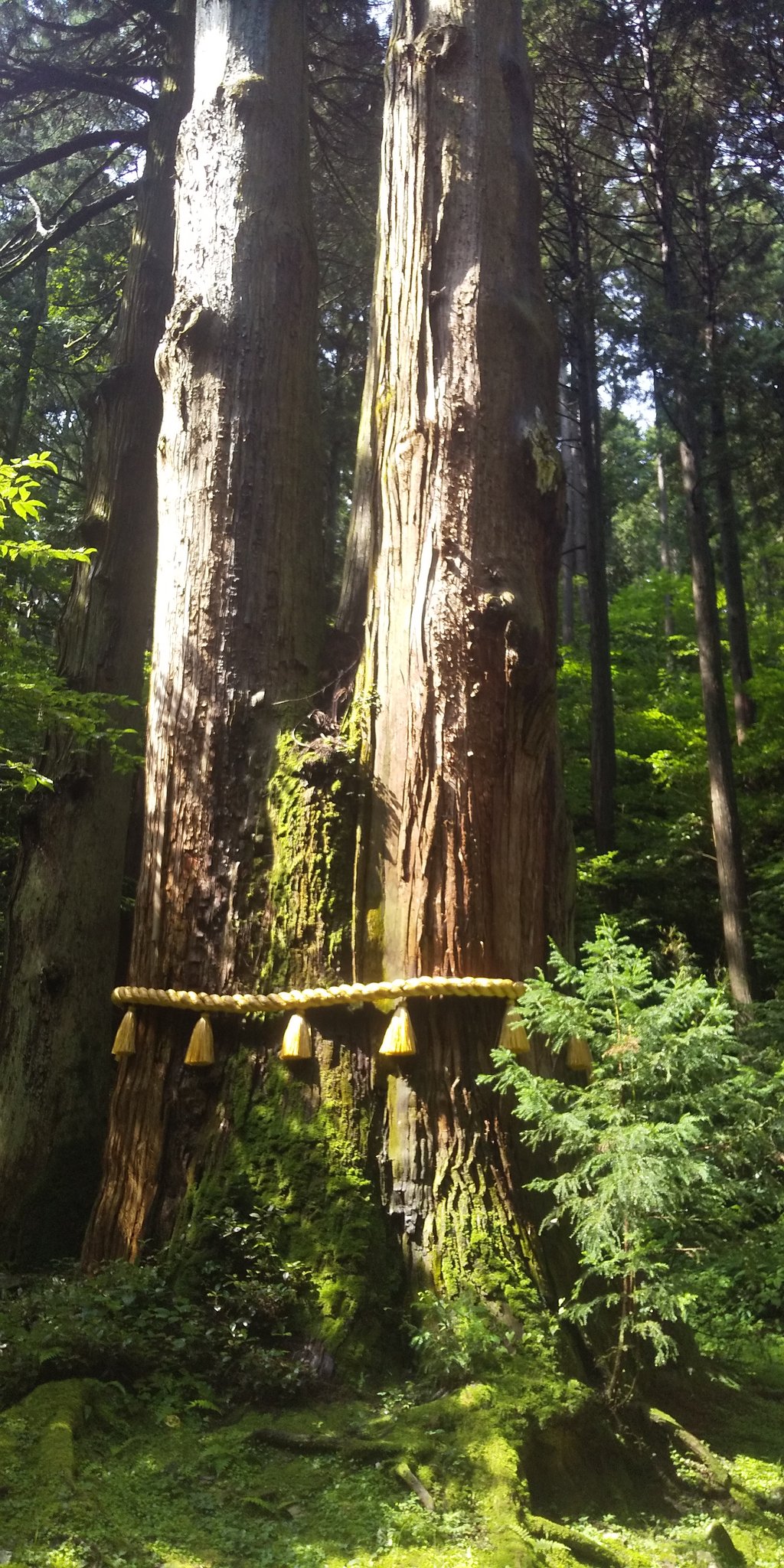 تويتر オリオン على تويتر 茨城県日立市 御岩 おいわ 神社 アポロ14号の宇宙飛行士 エドガー ミッチェル氏 が 宇宙から光の 柱が立っているのを見たと言われている場所のようです しかも 1８８の神様が祀られています また行きたいな 御岩神社 光の
