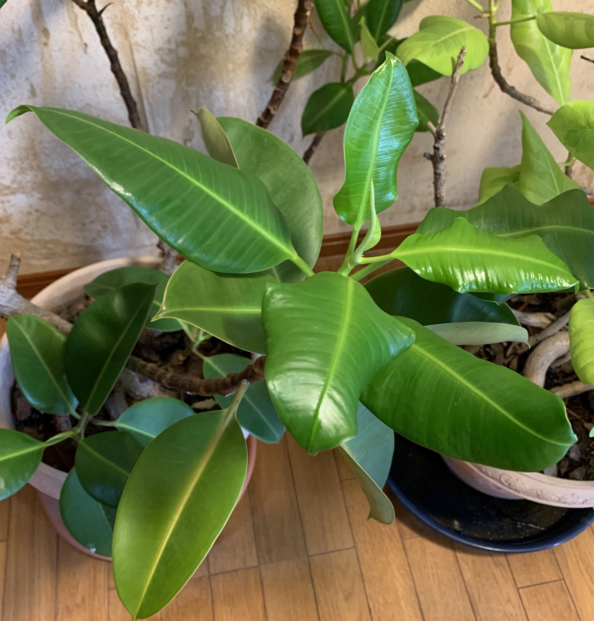 Twitter এ みいすけ おはようございます ゴムの木ってこの時期にはほとんど 葉っぱが新しくなるんですね 葉っぱ ふにゃふにゃです 硬い 葉っぱが次々落ちて すべて新旧交代しました なんか考えさせられますね T Co Z7thjqruog ট ইট র