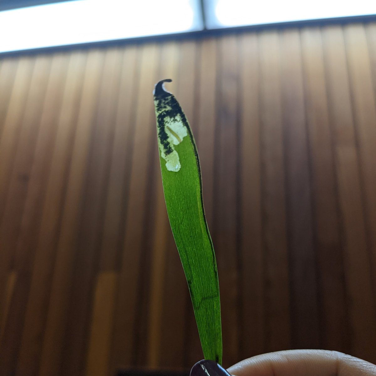 Ying Luo tweet media