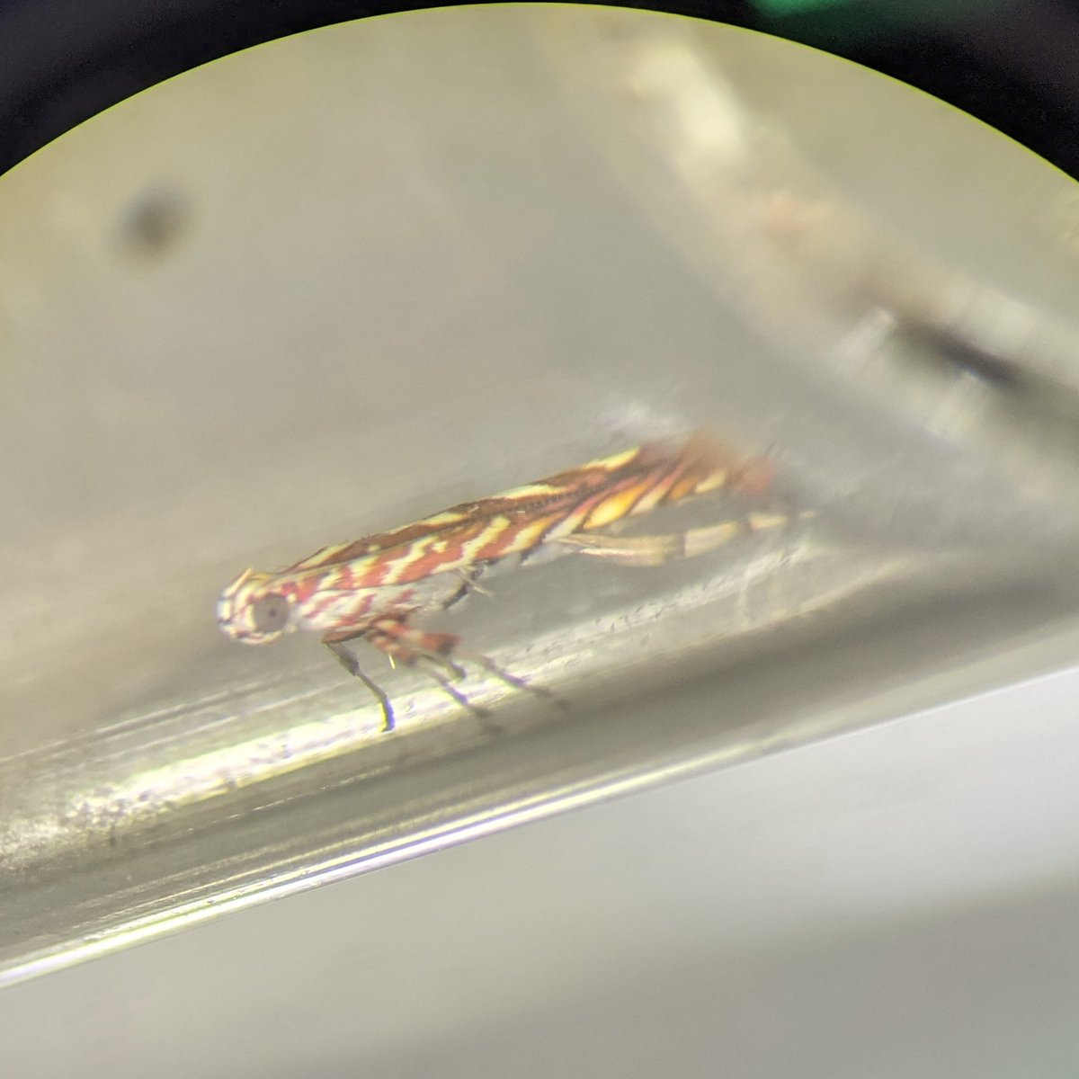 Ying Luo tweet media