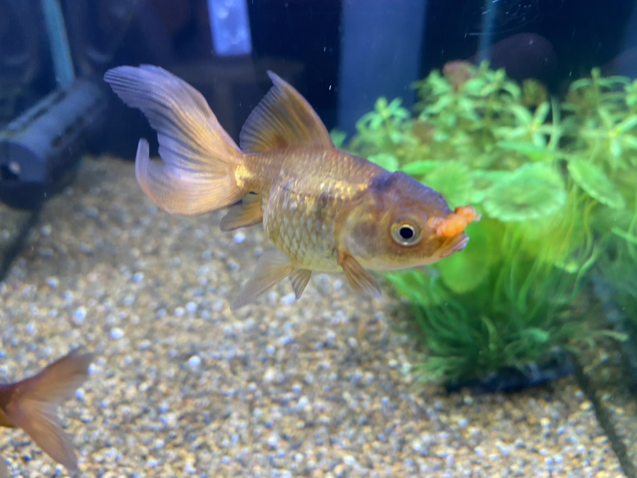 تويتر せいじ ハッピーアクト 金魚マイスター على تويتر 茶オランダ花房だっけか 久しぶりに見た 金魚 T Co Iilmqowk96
