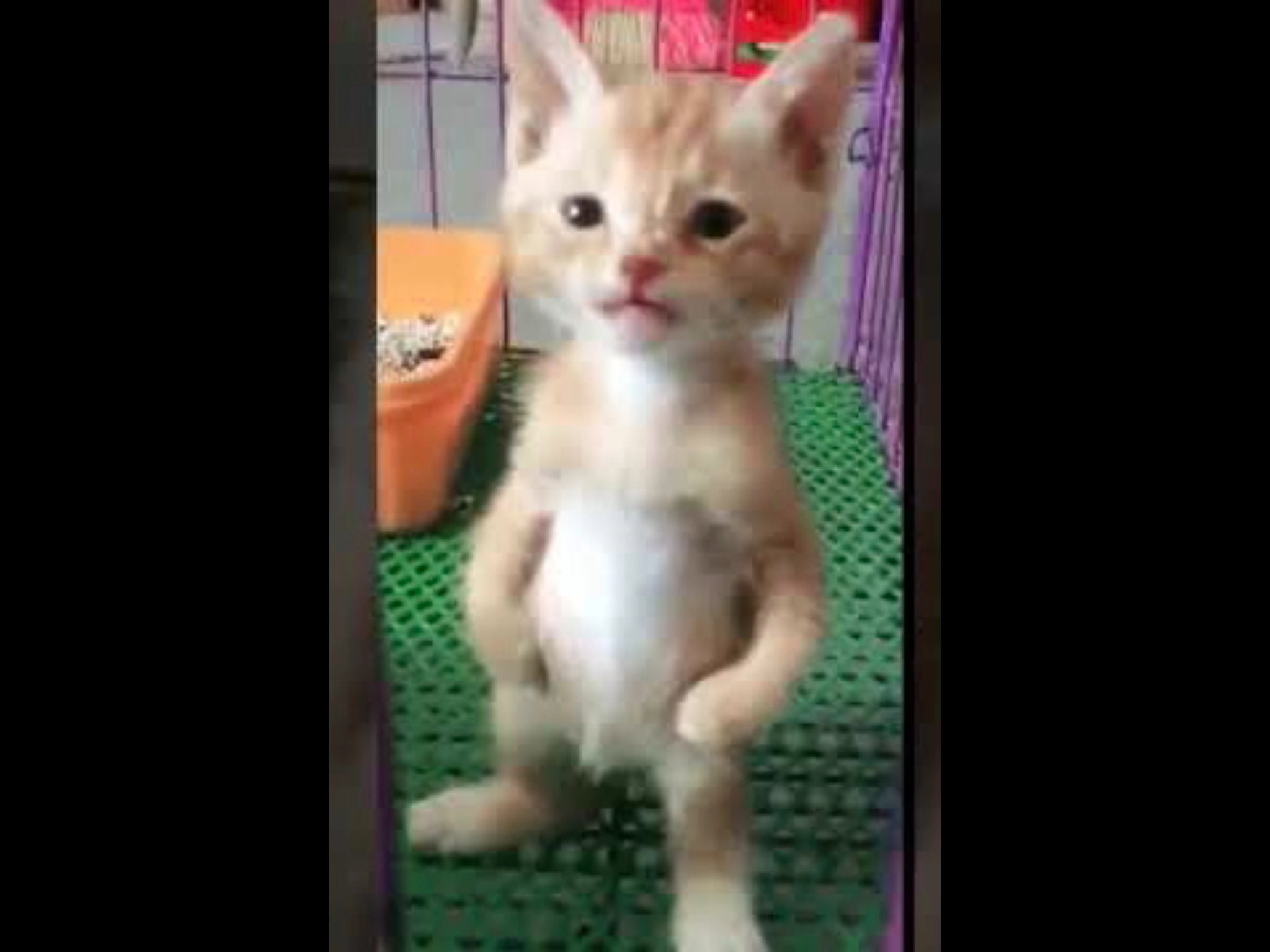 Коты на задних лапах