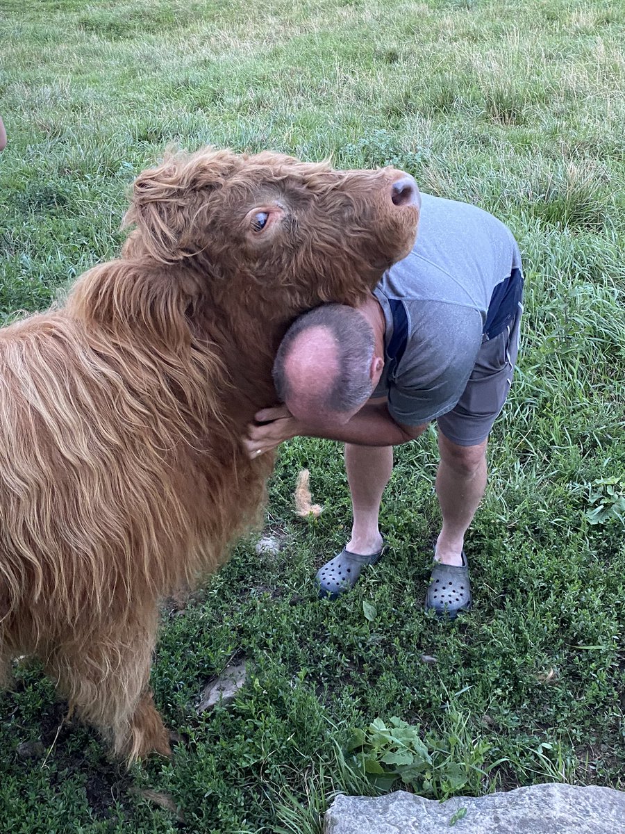 “No, we are not getting a cow”