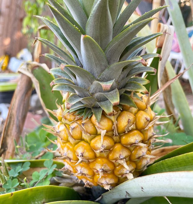 My baby pineapple is finally ready. Get in my belly 🍍 https://t.co/hv40qB72Py<a href="/tag/themoreyouknow"class="tags"><span>#themoreyouknow</span></a>