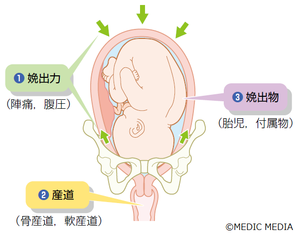 分娩の3要素 – 分娩の流れ – HZOA