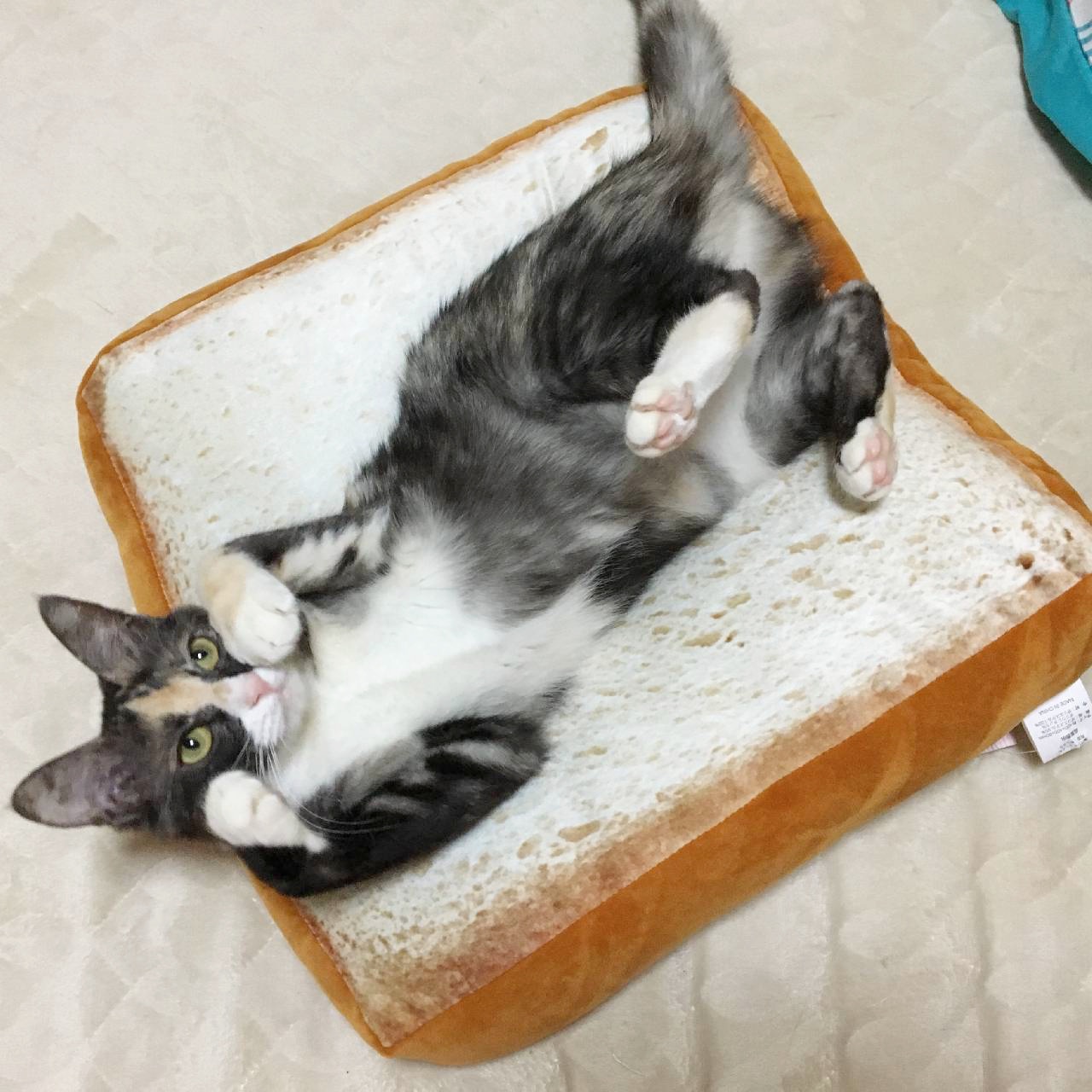 Aixia にゃんちゅーぶ 今日は 甘えポーズが可愛い猫ちゃんをご紹介 パンクッションがリアルすぎ笑 写真 Seiko 04さんちの こゆきちゃん パンクッションの上でにゃんにゃんポーズ 猫好きさんと繋がりたい 黒白猫 にゃんにゃんポーズ 甘え上手