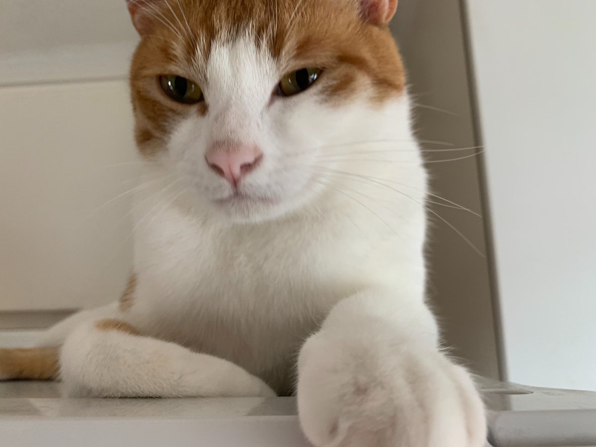 海外猫話 Wjcglffbd0ibbs0 Twitter