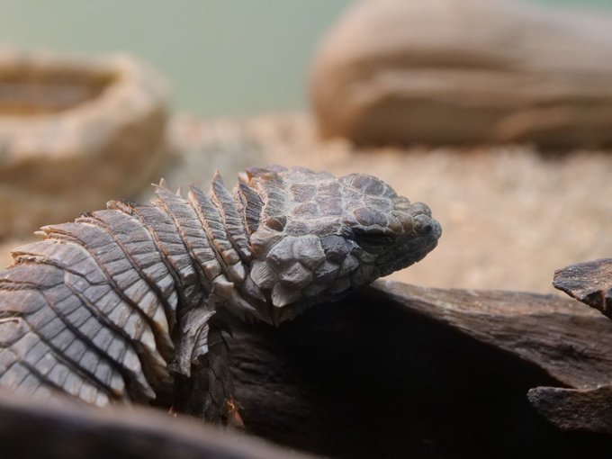 名古屋市東山動植物園さん の最近のツイート 5 Whotwi グラフィカルtwitter分析