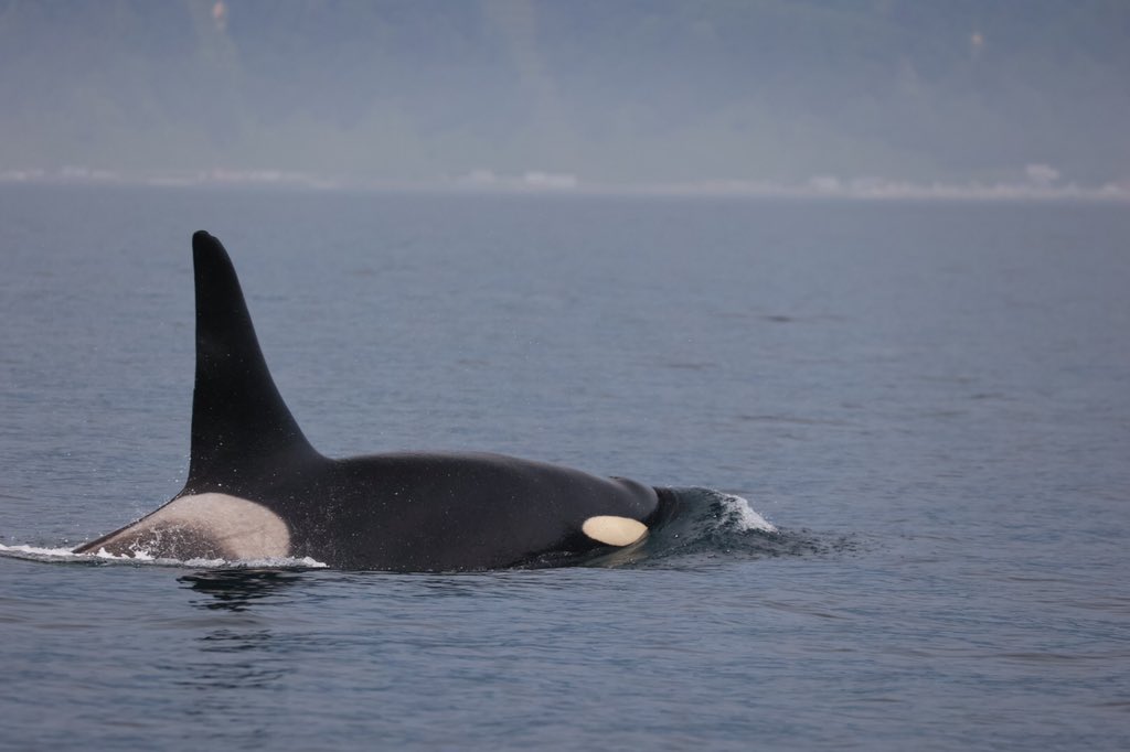 マッコウクジラ Twitter Search Twitter