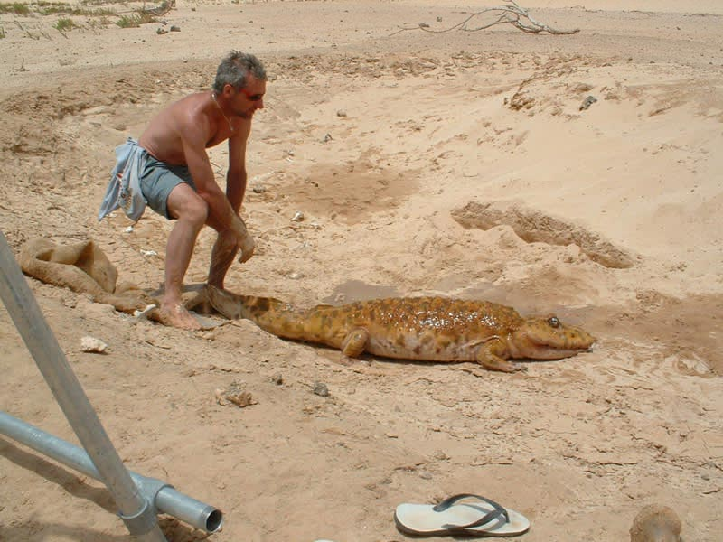 TMtheEQplusNerd's tweet image. i like wwm rhinesuchus :)