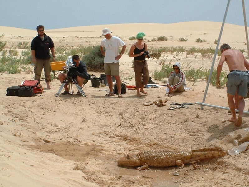 TMtheEQplusNerd's tweet image. i like wwm rhinesuchus :)