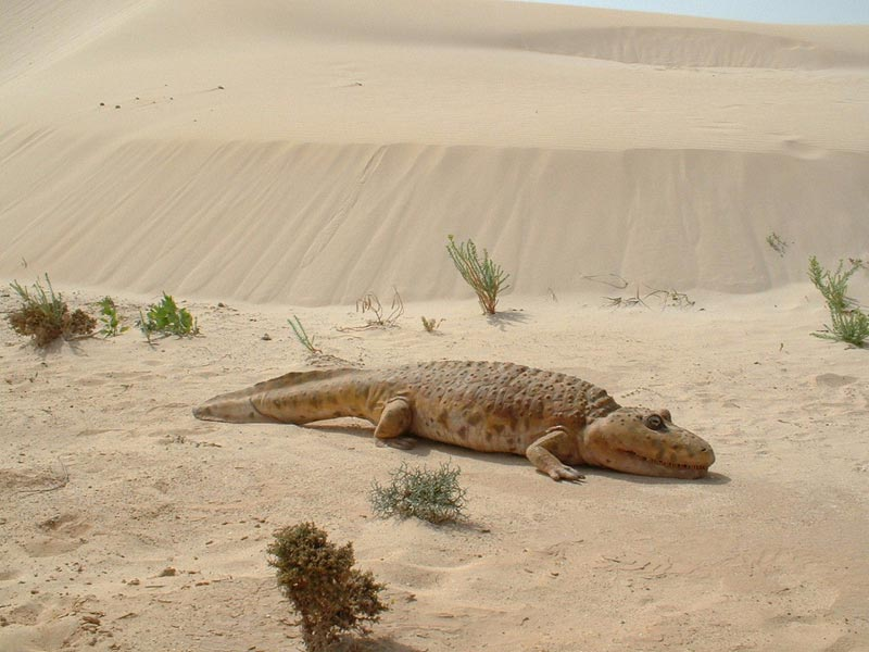 TMtheEQplusNerd's tweet image. i like wwm rhinesuchus :)