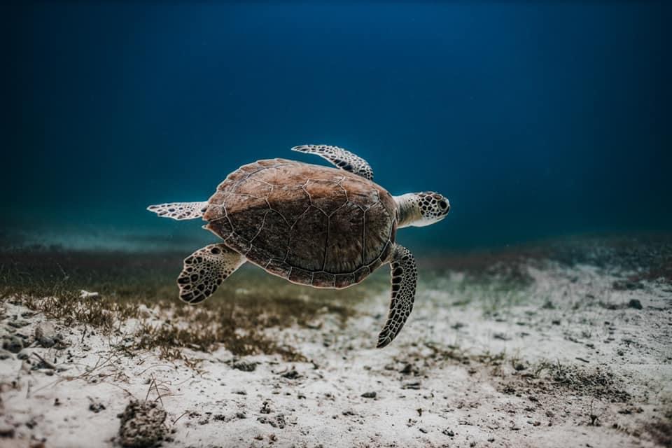 SeaTurtleOP tweet picture